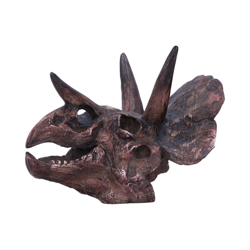 Bronze-colored triceratops dinosaur skull on a white background-Mystic-Cave