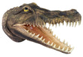 Close-up of a crocodile head with open mouth on a white background