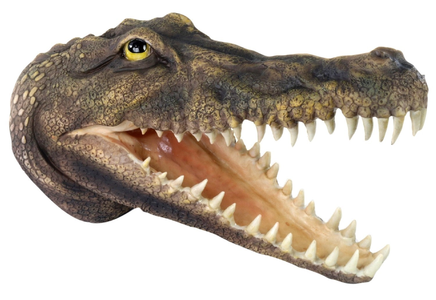 Close-up of a crocodile head with open mouth on a white background