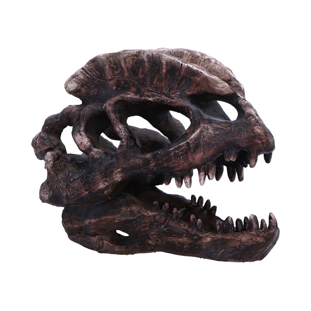 Dinosaur skull model on a white background-Mystic-Cave