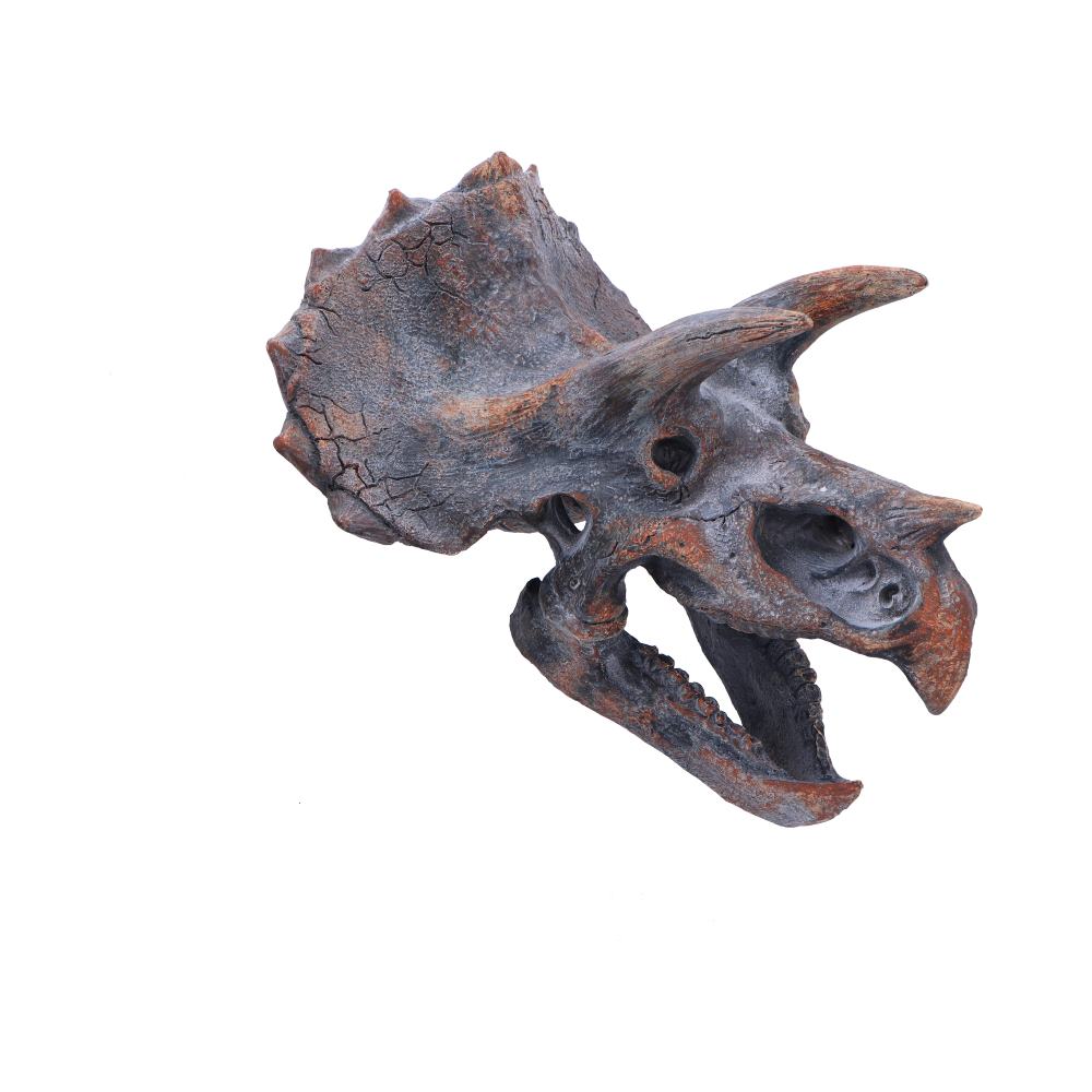 Dinosaur skull model on a white background-Mystic-Cave