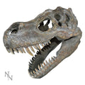 Dinosaur skull model on a white background-Mystic-Cave