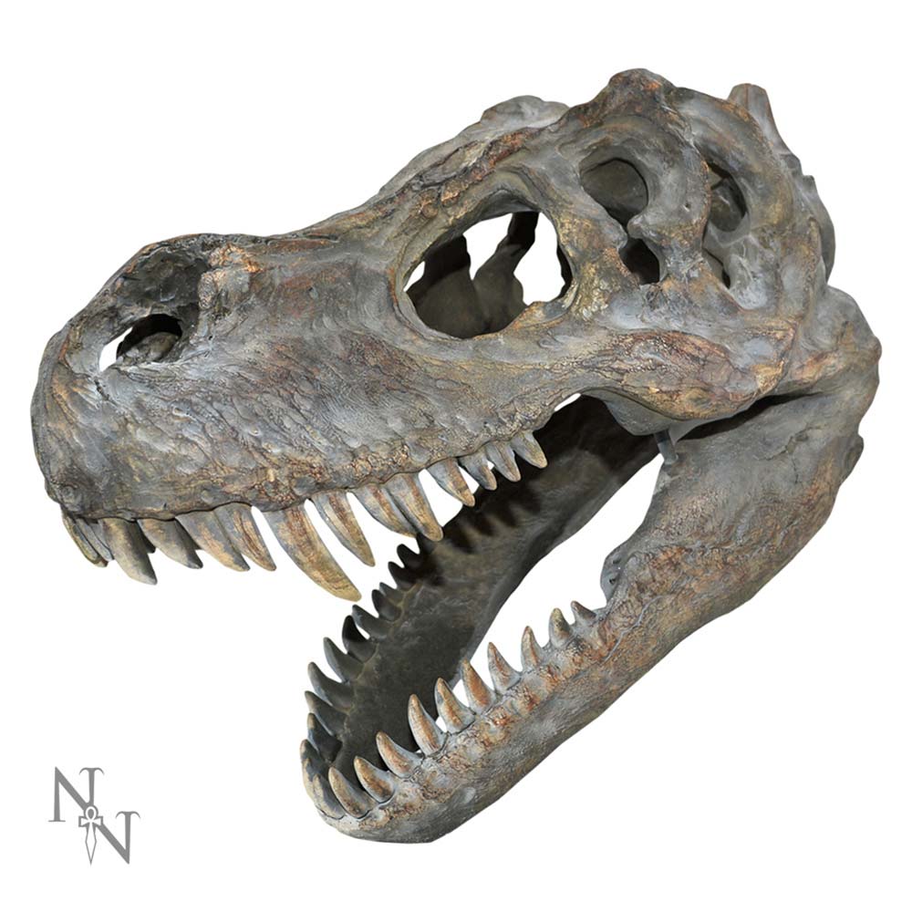 Dinosaur skull model on a white background-Mystic-Cave