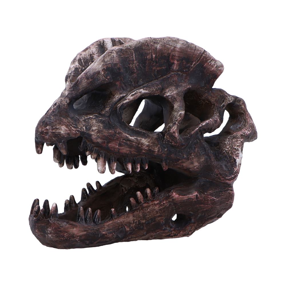 Dilophosaurus Skull Replica 16cm