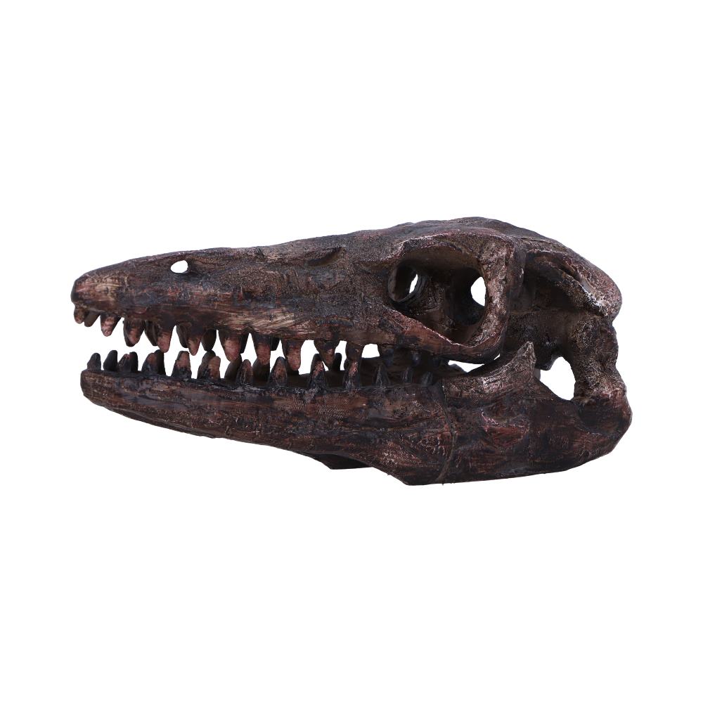 Archaeopteryx Skull Replica 18cm