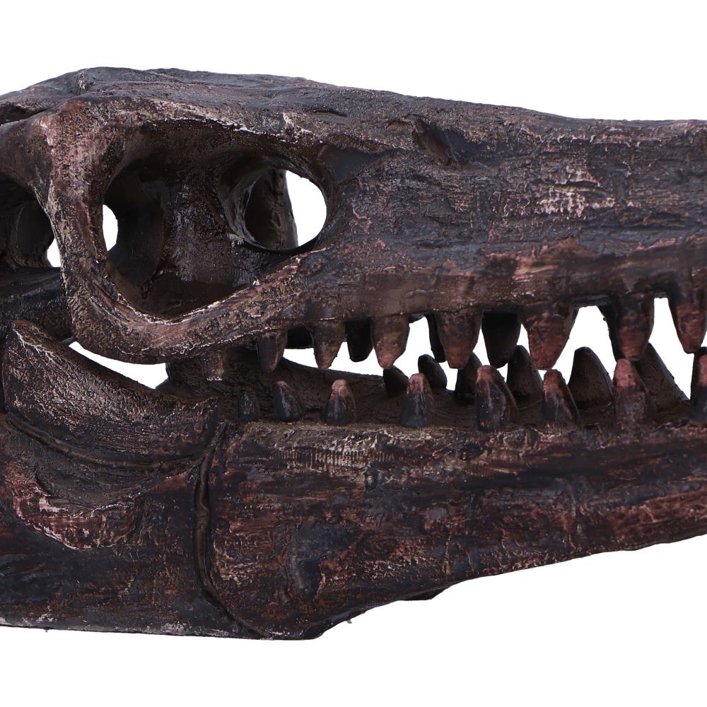 Archaeopteryx Skull Replica 18cm