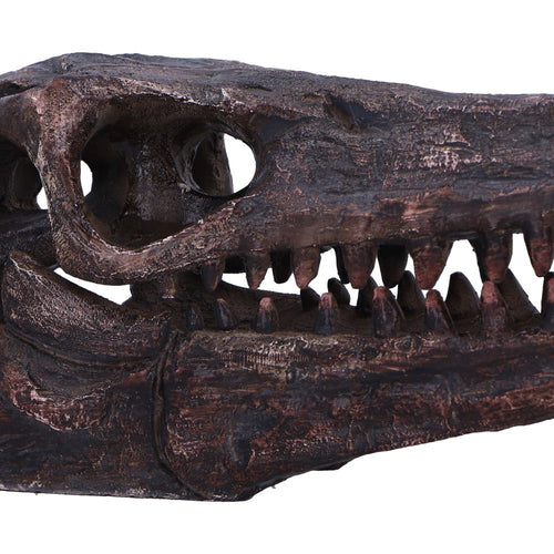 Archaeopteryx Skull Replica 18cm
